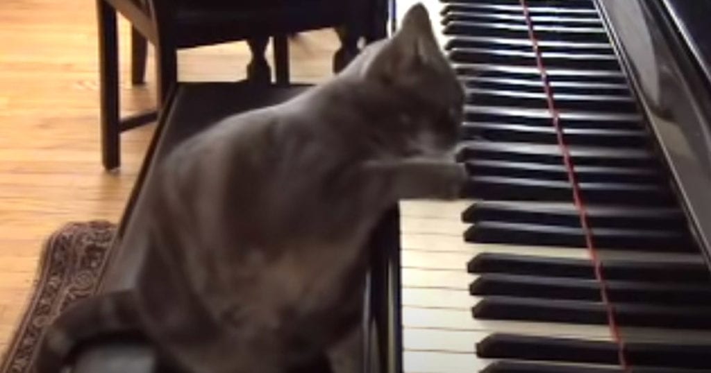 Man sits his cat at his piano, but then the cat starts playing