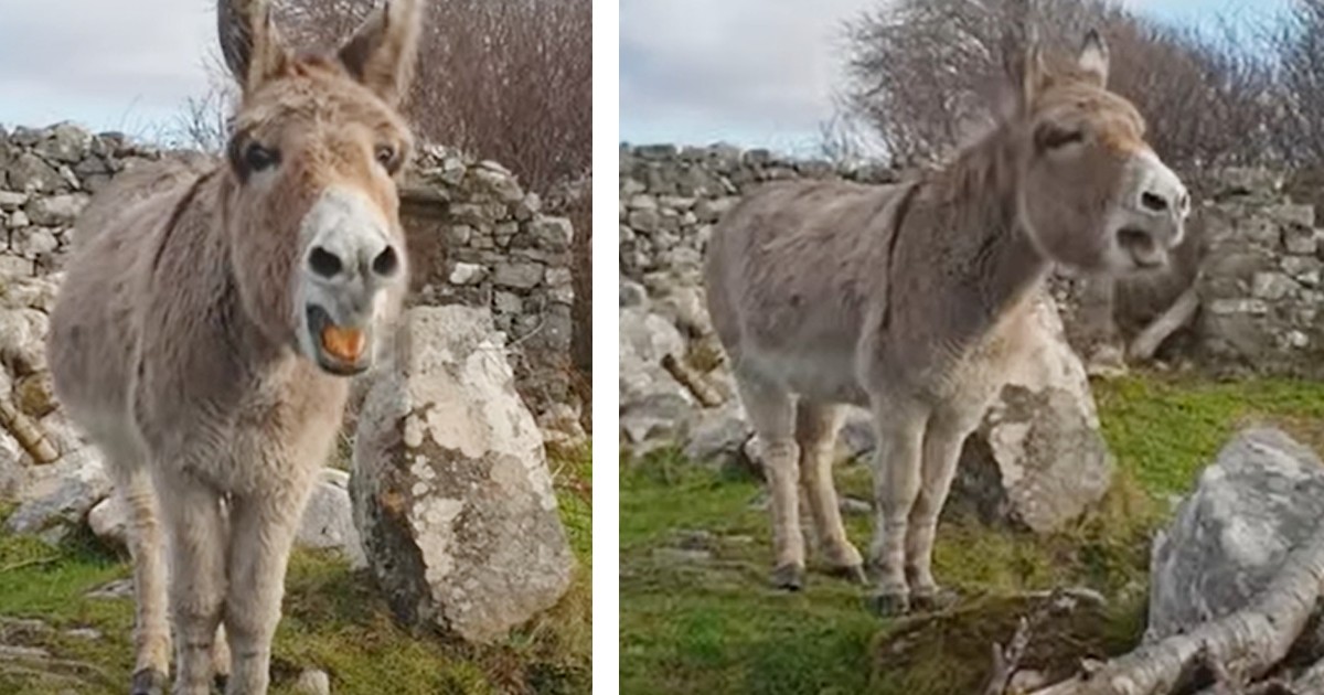 Donkey with operasinger’s voice ‘serenades’ man who brings her treats